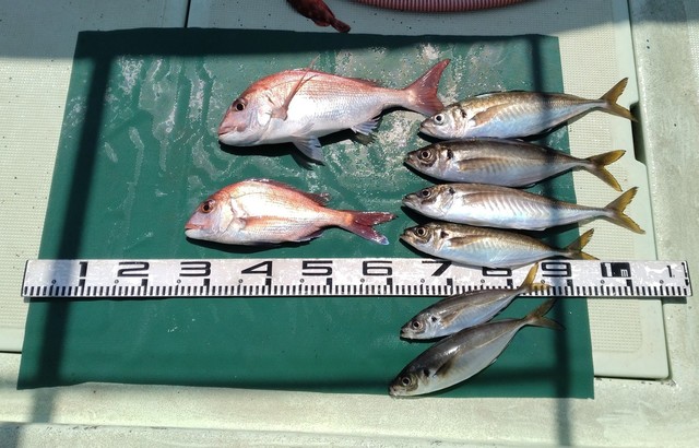 マダイ・マアジ