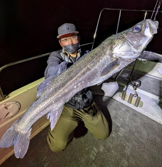 シーバス(スズキ)