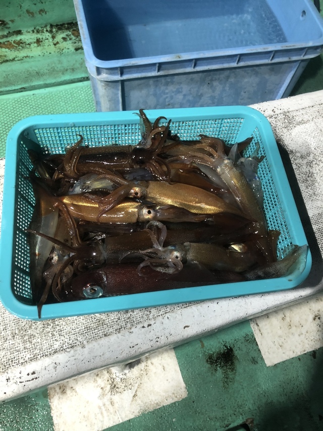 ムギイカ(スルメイカ)