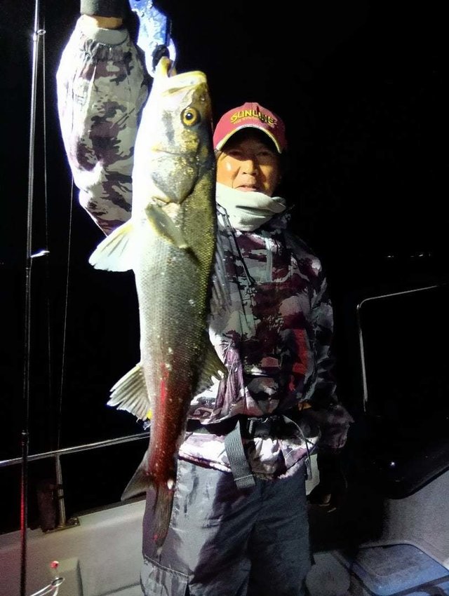 シーバス(スズキ)