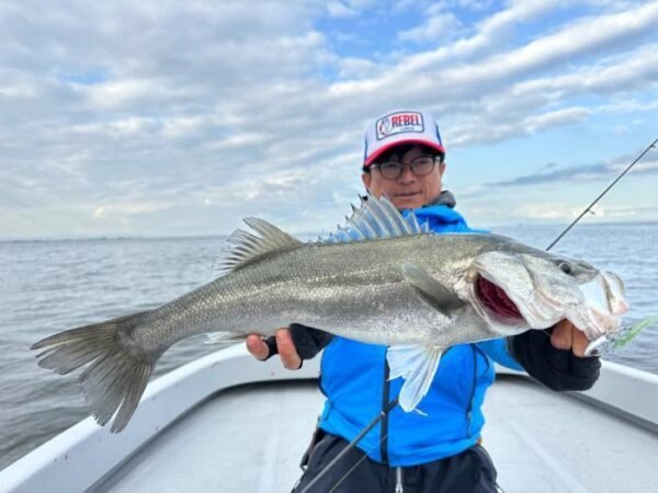 シーバス(スズキ)