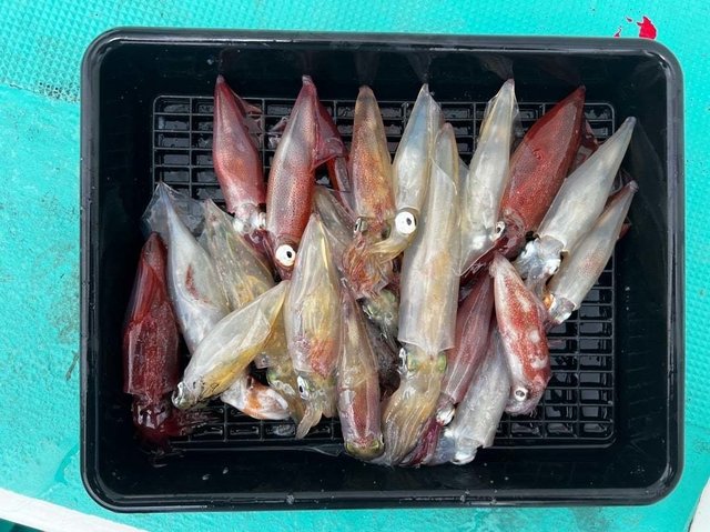 マルイカ(ケンサキイカ)・ムギイカ(スルメイカ)