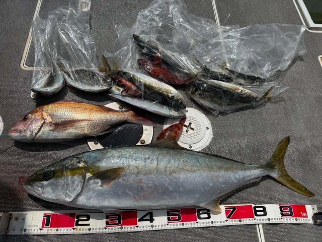 マダイ・アジ(マアジ)・ヒラマサ