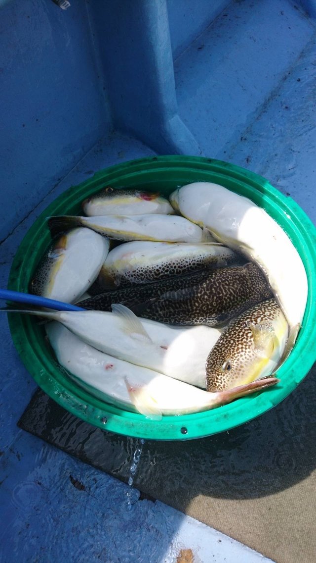 ショウサイフグ