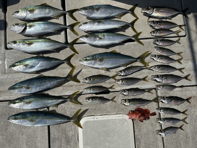 アジ(マアジ)・ハマチ(ブリ)・ガシラ(カサゴ)