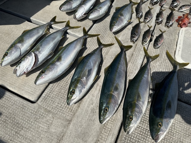 アジ(マアジ)・ハマチ(ブリ)・ガシラ(カサゴ)