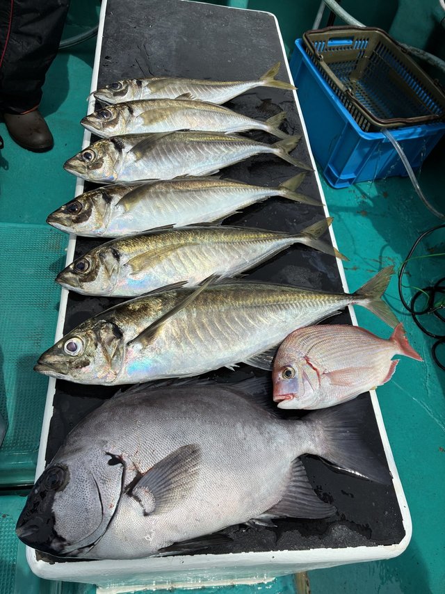 イシダイ・マアジ