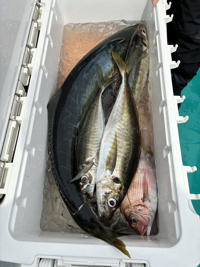 マアジ・メジロ(ブリ)