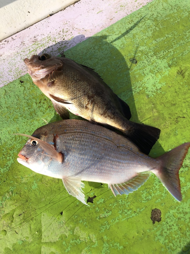 ハナダイ(チダイ)