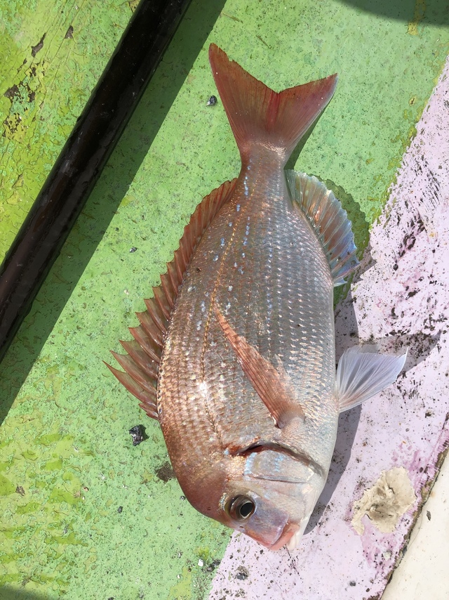 ハナダイ(チダイ)