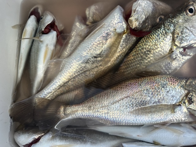 イシモチ(シログチ)