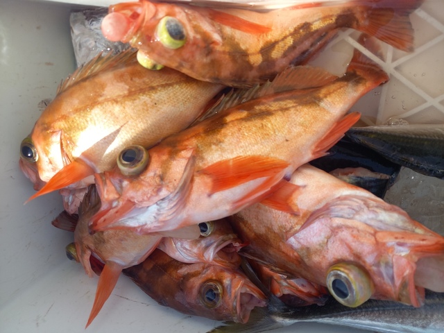 オキメバル(ウスメバル)