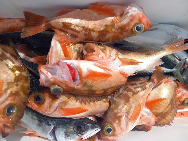 オキメバル(ウスメバル)