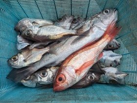 アカムツ・シロムツ(オオメハタ)・メイゴ(クログチ)