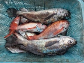 アカムツ・メイゴ(クログチ)