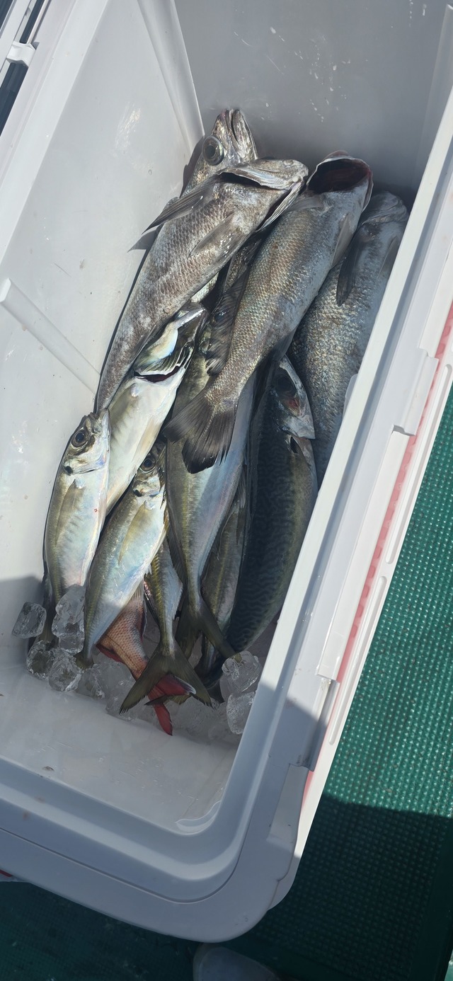 アジ(マアジ)・クログチ