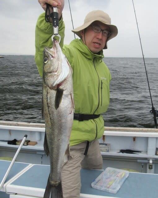 シーバス(スズキ)