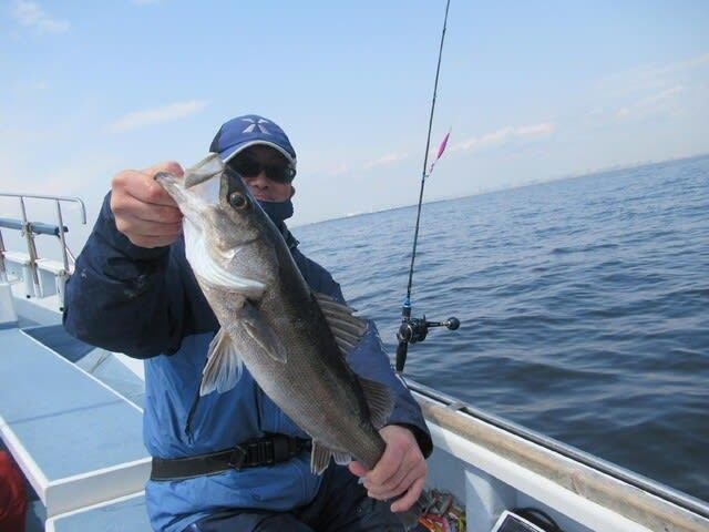 シーバス(スズキ)