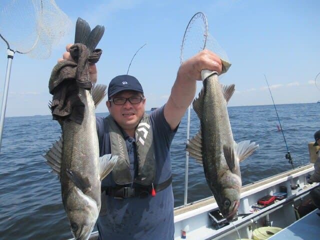 シーバス(スズキ)