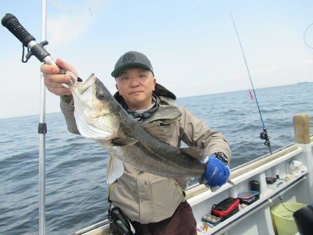 シーバス(スズキ)