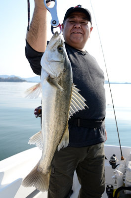 シーバス(スズキ)