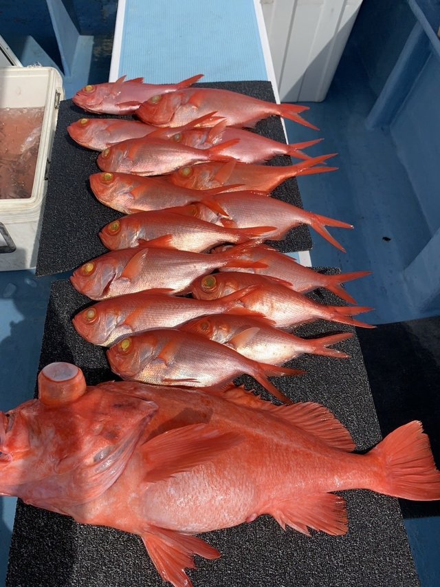 アコウダイ・キンメ(キンメダイ)