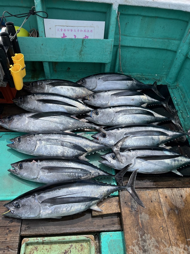 ビンチョウマグロ(ビンナガ)