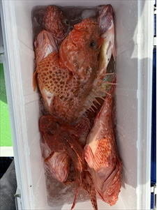 オニカサゴ・ウッカリカサゴ・オキメバル(ウスメバル)