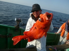 ベニアコウ(オオサガ)