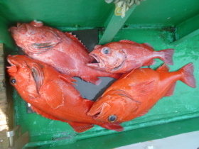 ベニアコウ(オオサガ)