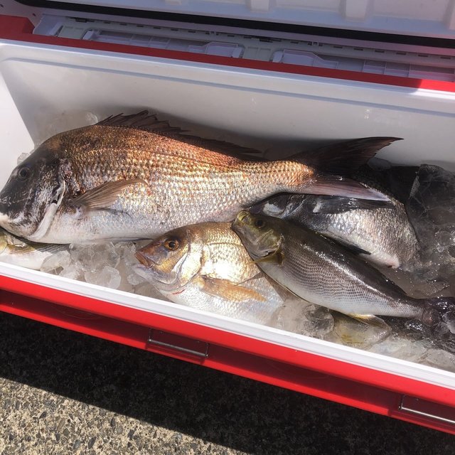 マダイ・イサキ