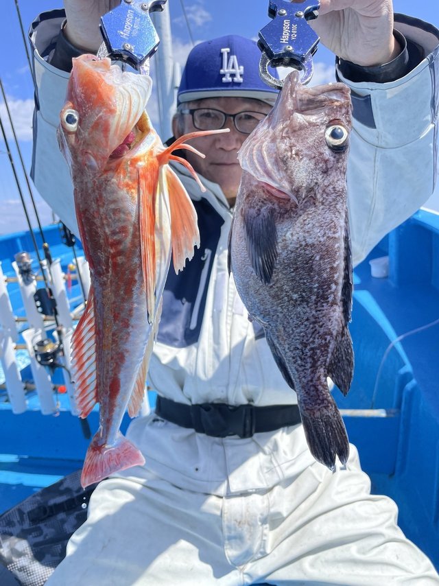 マゾイ(キツネメバル)