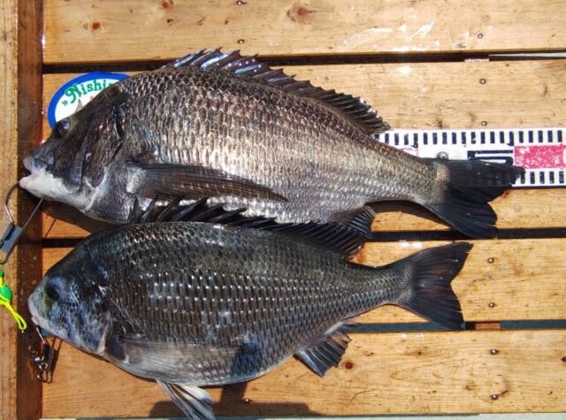 チヌ(クロダイ)