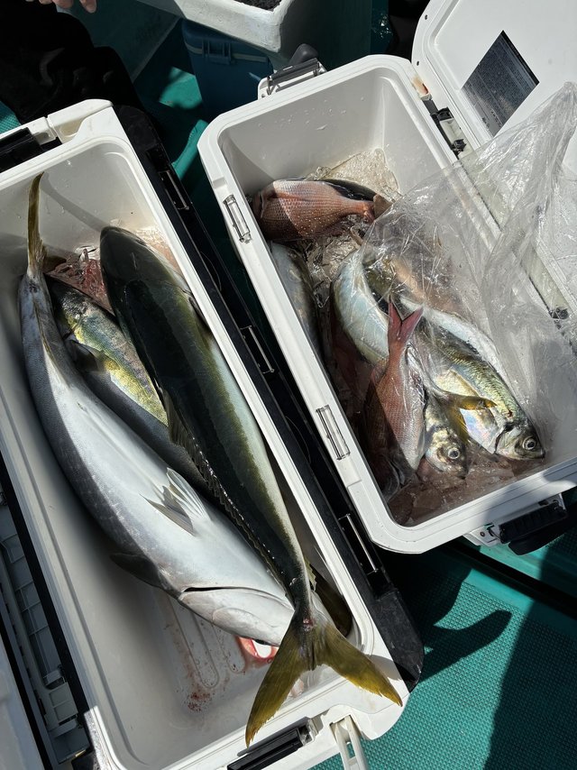 マダイ・マアジ・ブリ