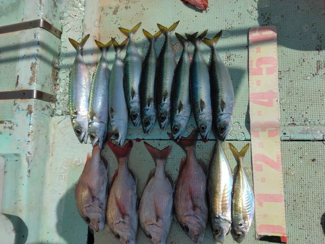 マダイ・マアジ・マサバ