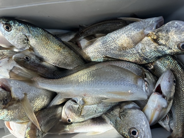 イシモチ(シログチ)