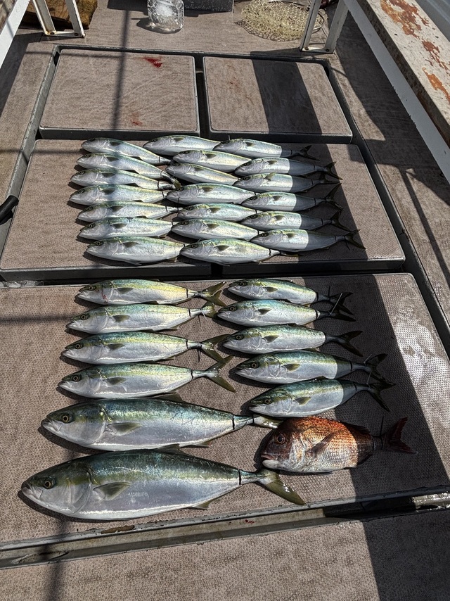 ブリ・ハマチ(ブリ)