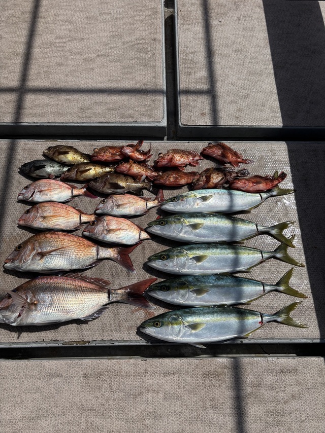 ブリ・ハマチ(ブリ)