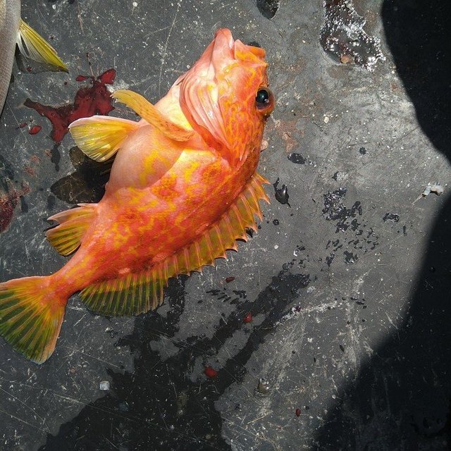 ガシラ(カサゴ)