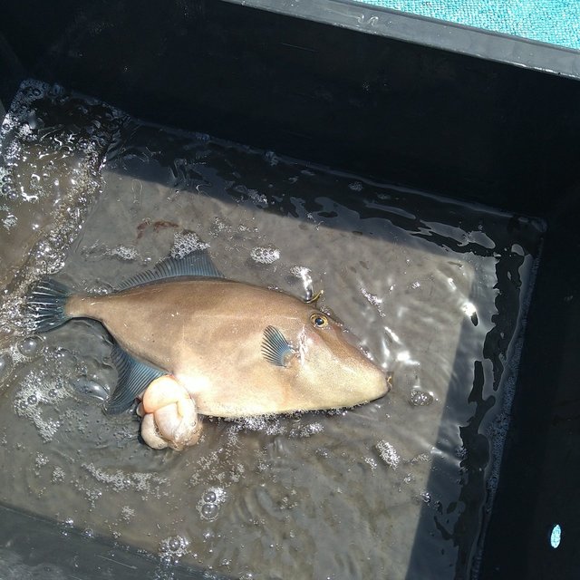 ウマヅラ(ウマヅラハギ)