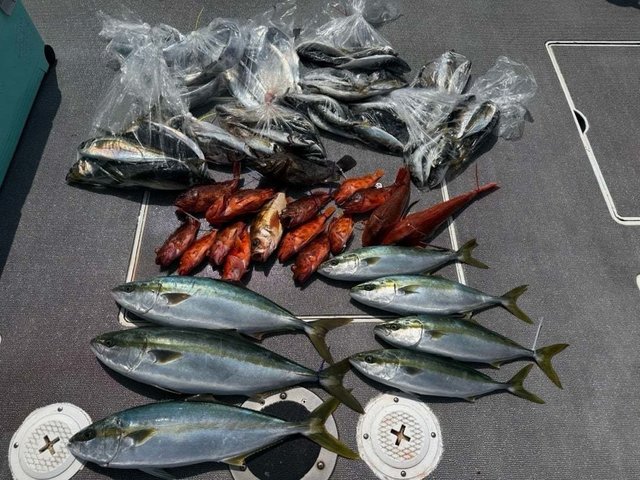 ハマチ(ブリ)・カサゴ・サバ(ゴマサバ)