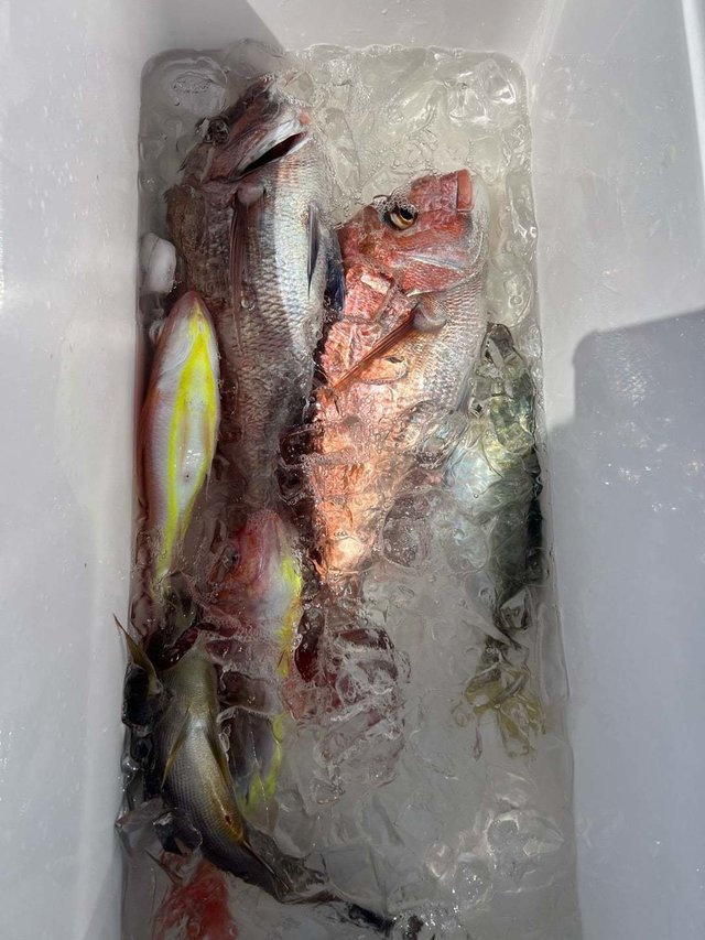 マダイ・アジ(マアジ)・イサキ