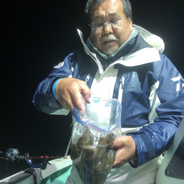 ムギイカ(スルメイカ)