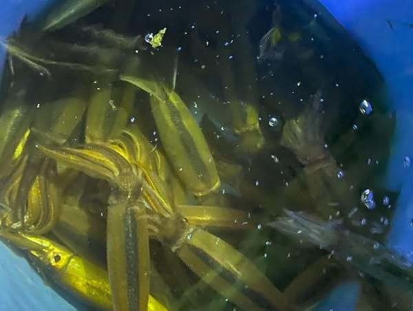 ムギイカ(スルメイカ)