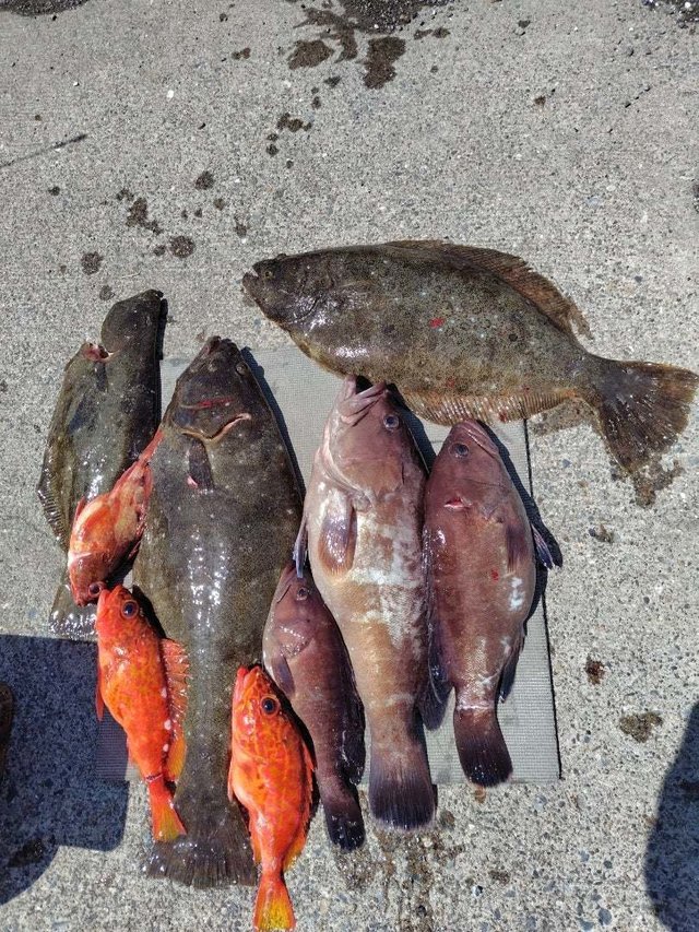 マハタ・カサゴ・ヒラメ