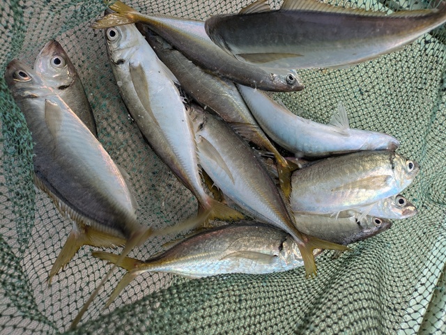 アジ(マアジ)・マサバ