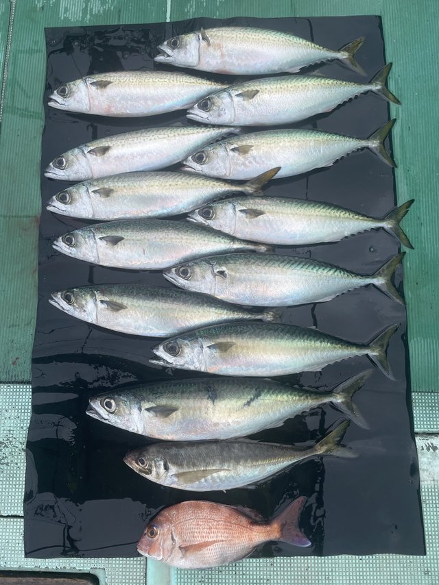 チャリコ(マダイ)・マアジ・マサバ