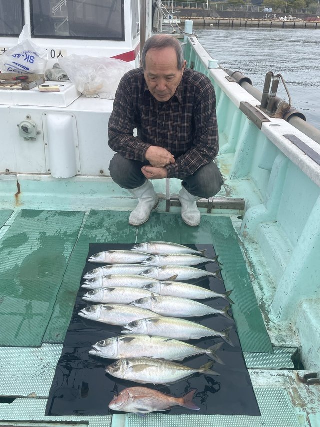 チャリコ(マダイ)・マアジ・マサバ