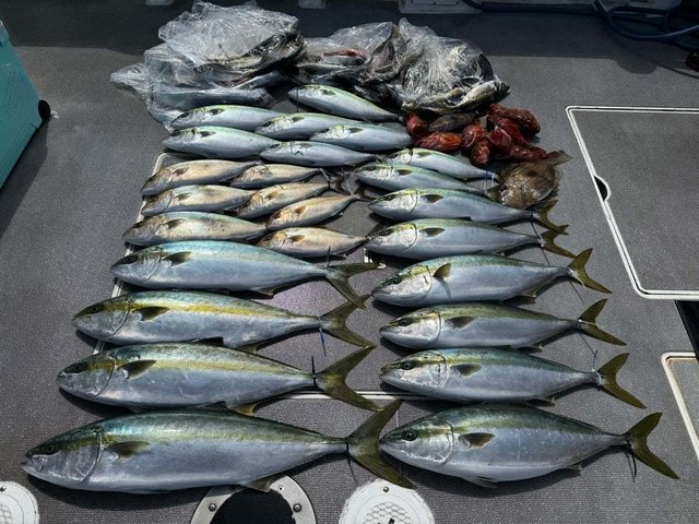 ハマチ(ブリ)・カサゴ・マトウダイ