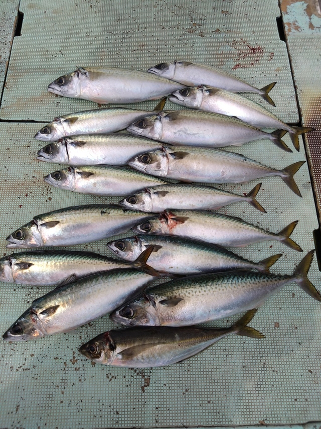 アジ(マアジ)・サバ(マサバ)